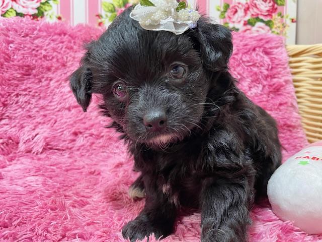 自社ブランド犬 ペキチワプー ご予約受付中 : ぷっちんママのきままな日記