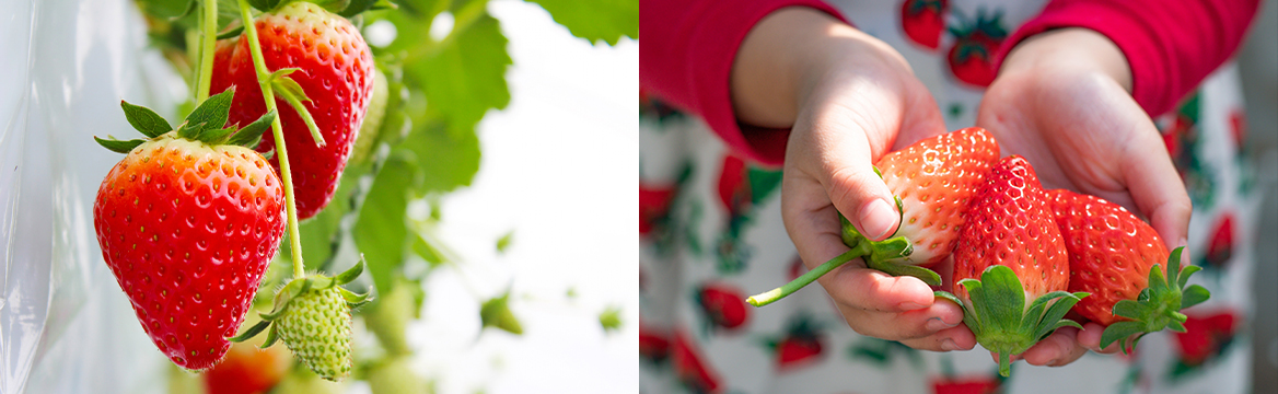いちご狩り - ファーム情報 - 原田いちご園