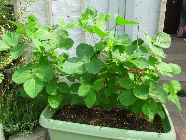 教えて♪枝豆の育て方！初心者にも分かる植え付け～収穫のコツ・プランター栽培