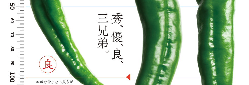 新鮮・朝採り ☆旬の甘とう美人 甘長とうがらし ☆ 400ｇ ネコポス❣️ - メルカリ