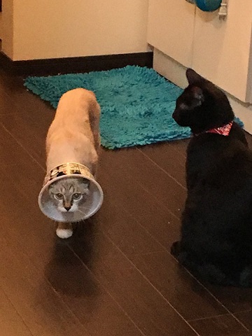 カップ麺ミニでエリザベスカラー‼️😸🙀 YouTubeを観てパクリました‼️ 軽いし邪魔にならない。 顔が出てるけど傷も舐めない👍何よりストレス感じてないみたいで良かった💮😸マンチカンマンチカン短足マンチカン子猫マンチカン部マンチカン女の子マンチカン