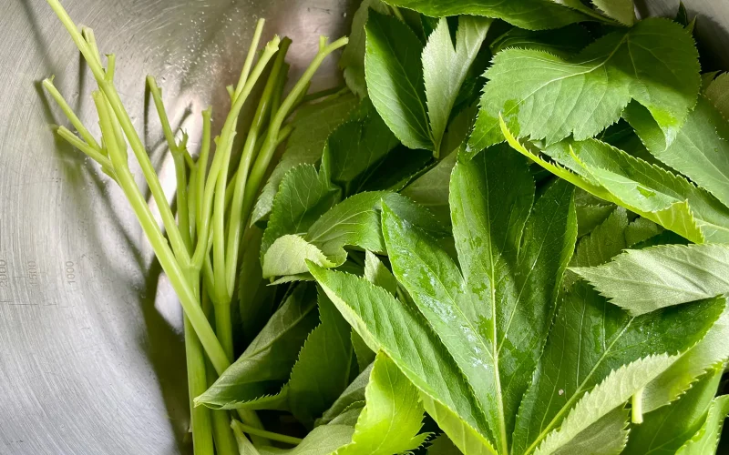 富士そばの「明日葉天そば」どの店舗で食べられる？伊豆諸島ファン