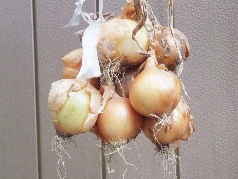 たまねぎの辛味抜きで水にさらすなら1分、5分、10分、20分の何分が正解？検証してみたら驚きの結果に！生活知恵袋