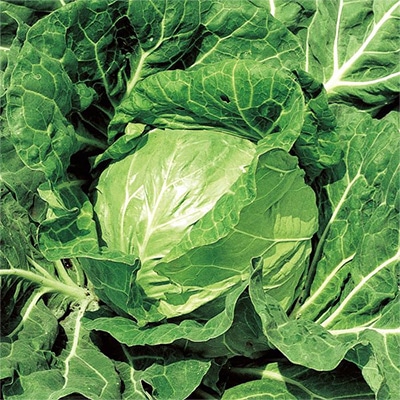 しなびた葉物野菜は、お湯を使ってシャキッ！料理アイデア明日を灯すHOME&LIFE