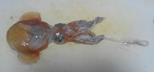 イカの仲間の卵Field Note - 屋久島の海と川の記録