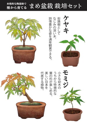 楽天市場 豆盆栽の通販