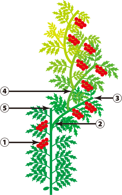 ホームガーデン トマトの剪定方法 失敗しないために、風通しを重視で 大丈夫だよblog
