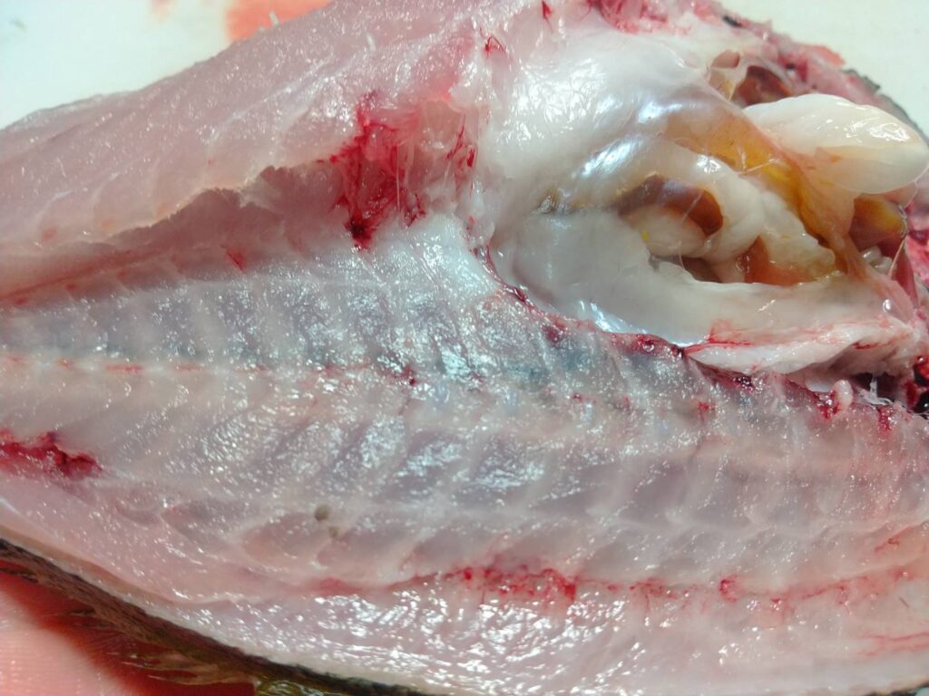 塩焼きの王者」こと『タカベ』の旬がやってくる 小魚だけど高級魚TSURINEWS