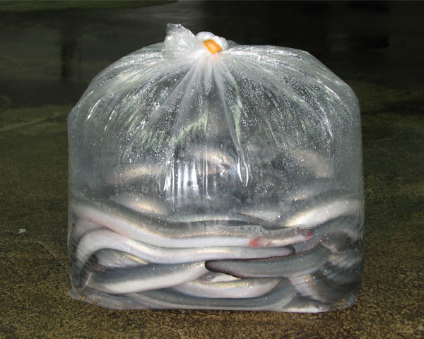 東京で噂のうなぎ屋、美味しい鰻を食べるならうなぎ魚政 東京葛飾区四ツ木