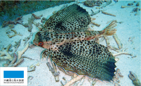 2025年度最新版・海水魚ベスト20！プロ厳選のきれいで飼育が簡単な魚東京アクアガーデン