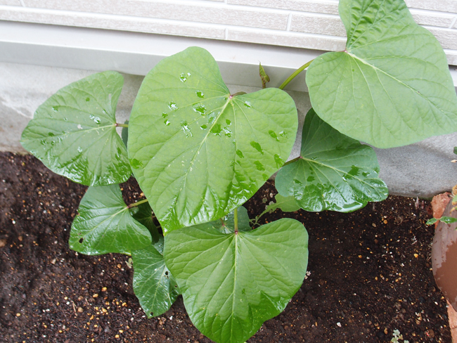 甘さが変わる？さつまいも収穫前のつる切りの正解とは？農業・ガーデニング・園芸・家庭菜園マガジン AGRI PICK