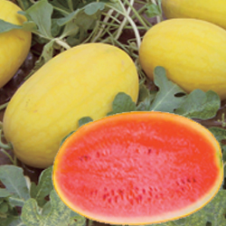 緑橋🐖金の玉子🍜11時から21時の通し営業中🍥@kinno_tamago0215• Instagram photos and videos