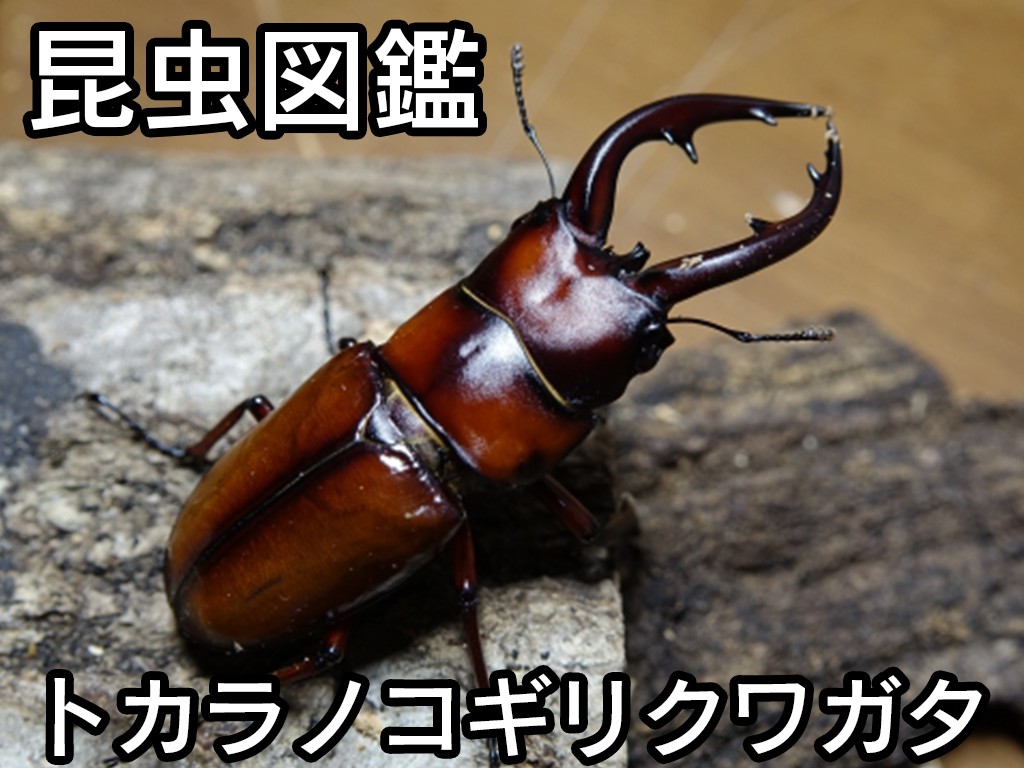 クワガタのエサって何が最適？「大好物」とこれは「NG」を覚えておこう。月虫