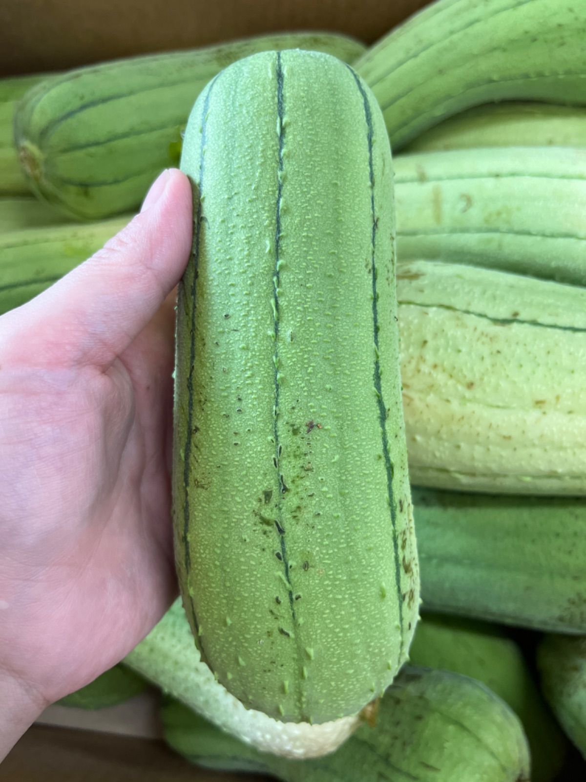 ヘチマ へちま 糸瓜 ?瓜 5kg以上 + 1kg 紫ナス 沖縄産 へちま ナーベラー 〜沖縄