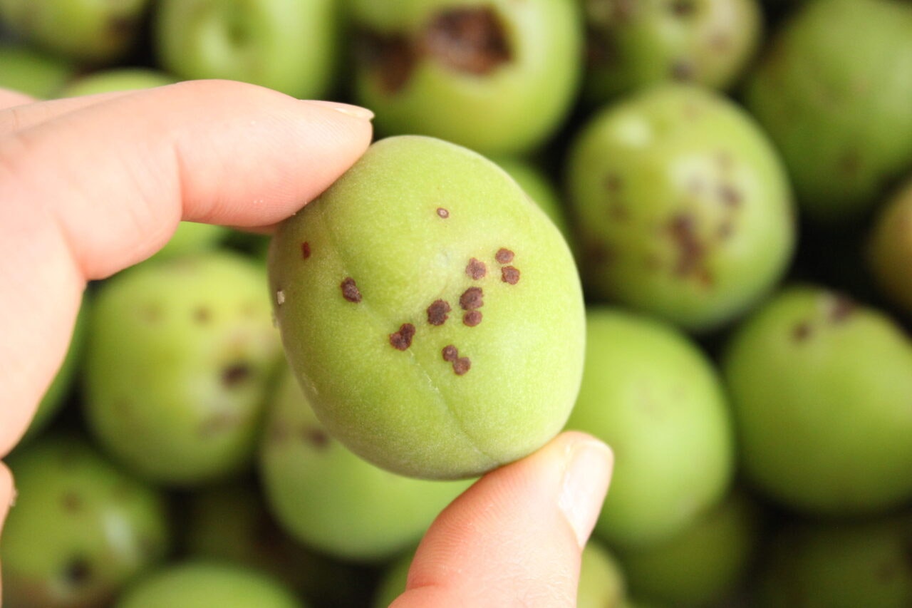 無農薬の梅や、梅干しの見分け方日光梅子