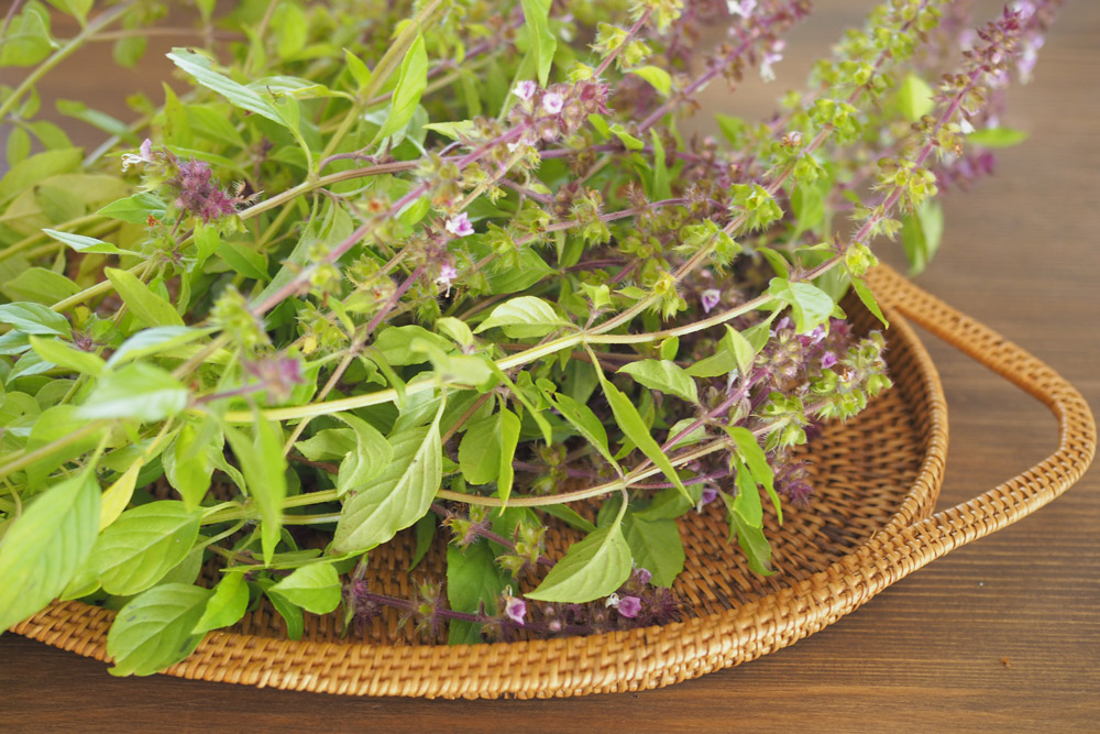 スパイス豆知識 スイートバジルの育て方家庭菜園はじめました。スパイス・ハーブのネット通販専門店 SPICE LUCK-スパイスラック