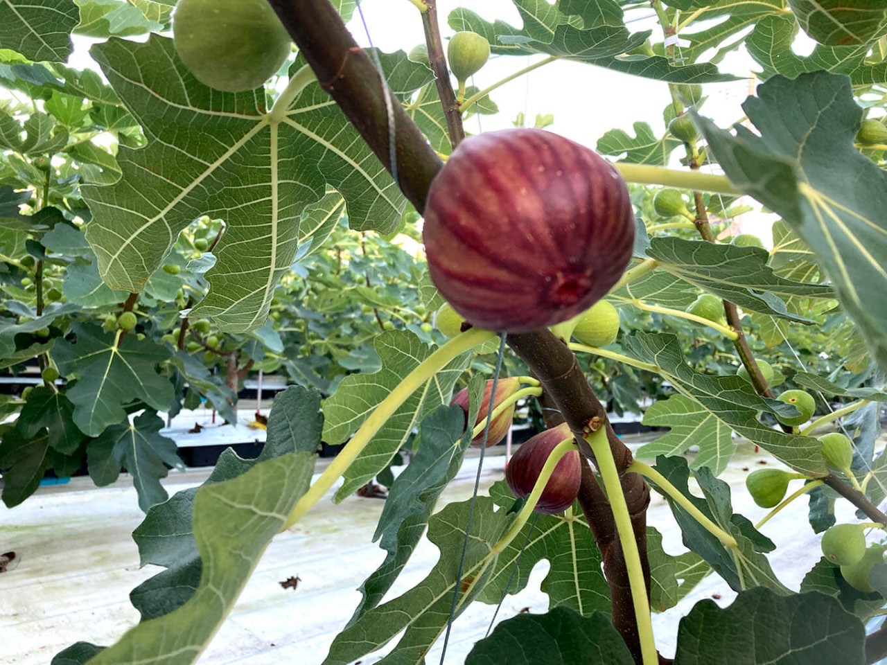 コンテナ栽培のイチジクが実りました - 新潟県ホームページ