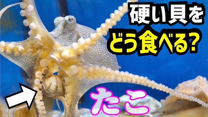 謎多きタコが導く「人間とは」 フランス美食界も食指 - 日本経済新聞