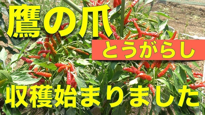 ネズミに唐辛子は効果ある？輪切りやスプレーを使った駆除のやり方 - 害虫獣対策所