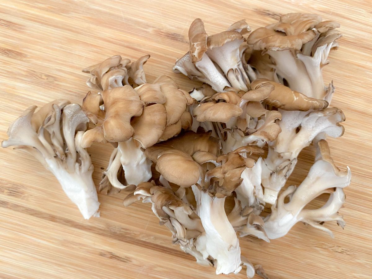 まいたけの石づき 根元 はどこまで切るの？きのこの疑問に答えるシリーズ関東きのこの会