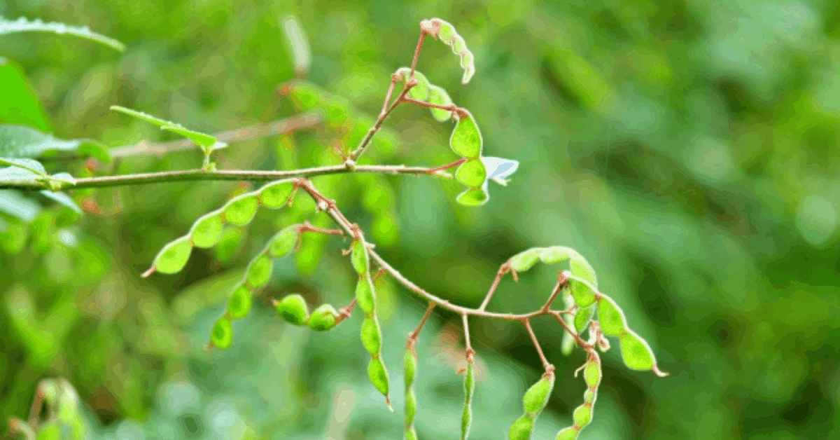 服につく草の写真素材 - PIXTA