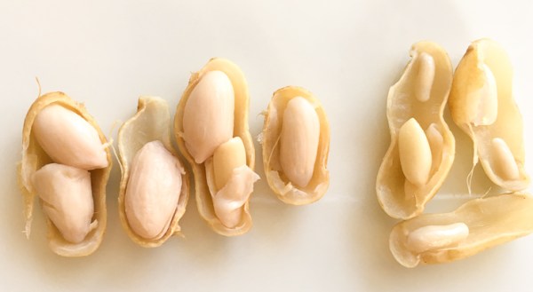 落花生・食べ方ガイド 自宅で塩茹でが最高！ ローストの方法や、やみつき自家製ピーナッツバターのレシピもHugKum はぐくむ