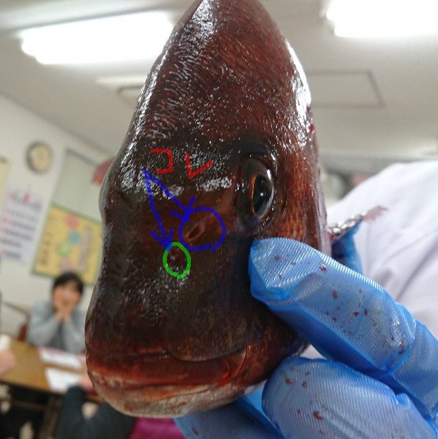 お肴図鑑♯01 真鯛 マダイ 解説海燕丸のつりLabo