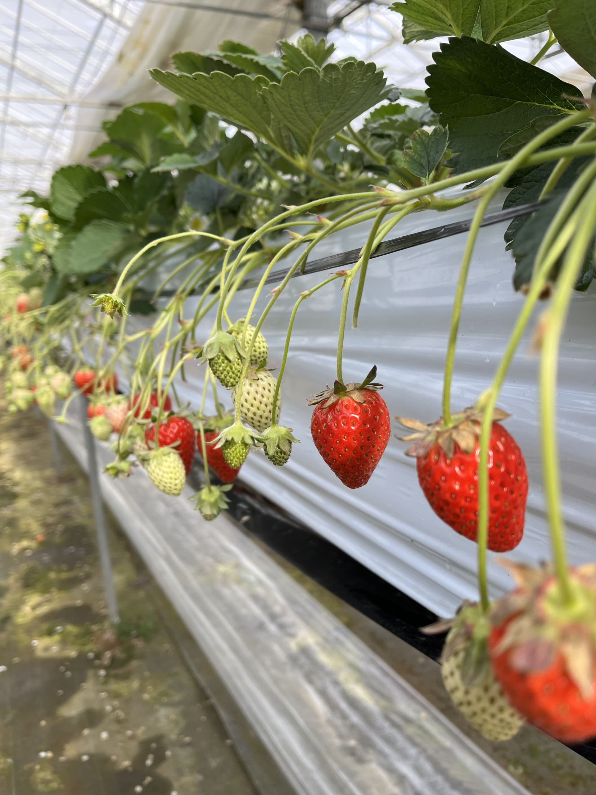 川戸ファーム子供とお出かけ情報「いこーよ」