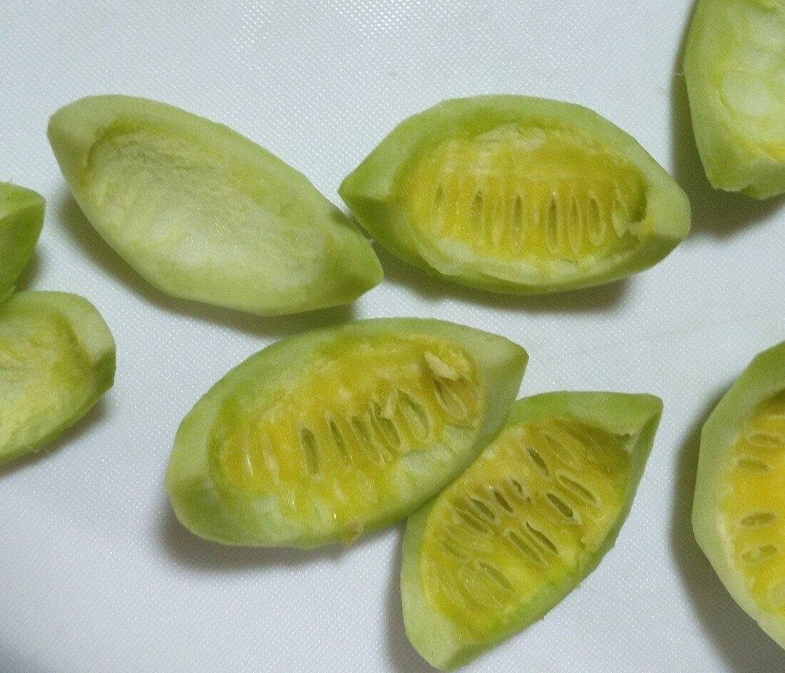 オオカラスウリ？ : beachmollusc ひむかのハマグリ