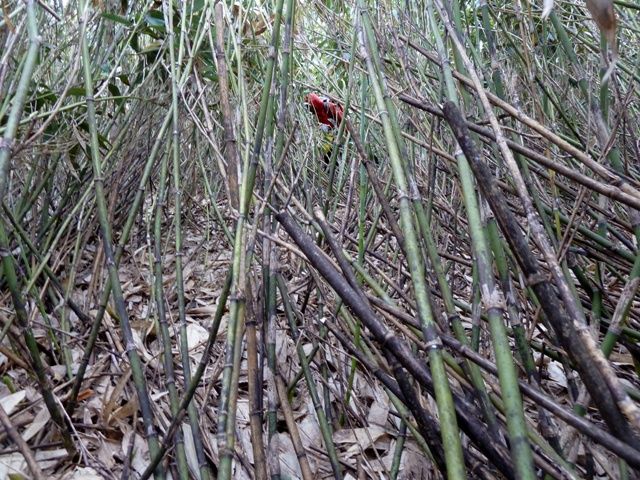送料無料 竹の子の惣菜4種類から選べる8個セット 青唐細竹たまり230g こごみ笹竹 150g 笹竹ゆばたまり230g 焼たけのこ200g 青唐辛子たけのこ ご飯のお供 和風惣菜 ピリ辛 漬物 お酒の肴 細竹 タケノコ 湯葉入り 竹の子 季折 送料無料 竹の子の惣菜4種類から選べる8個