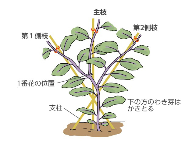 家庭菜園でのナスの種採取のコツと手順しま農研