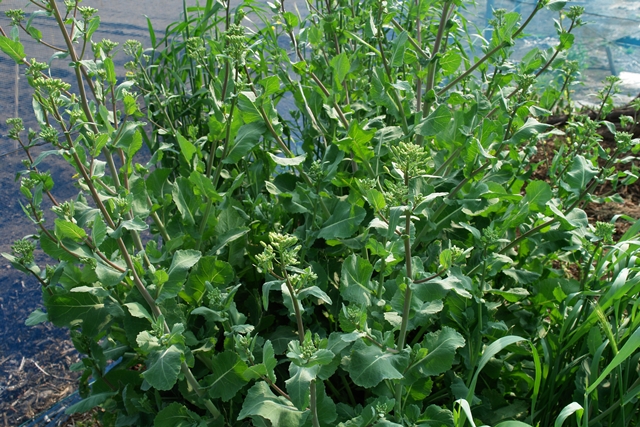 楽天市場 のらぼう 菜 栽培の通販