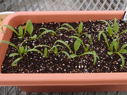 ちぢみほうれん草の育て方☆種まき 10月・11月暇人主婦の家庭菜園 - 楽天ブログ