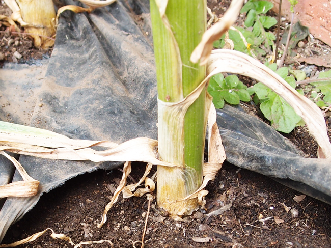 にんにくの保存Garlics