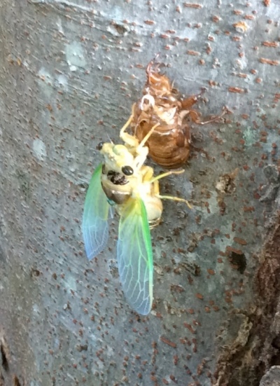 夏といえばセミ、セミといえばおいしい！ 外来種セミを極上のおつまみにする食レポが186万回再生を突破 1 2ねとらぼ