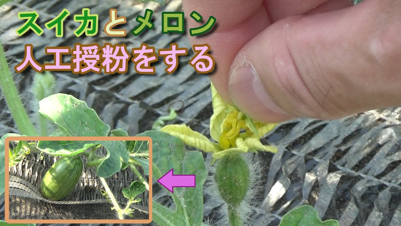 選果落ち 訳あり商品熊本県産 青肉メロン2玉＆小玉西瓜2玉 合計約3.3㎏002 規格外 家庭用 贈答不可 加工用 すいか スイカ めろんその他 果物 フルーツ果物 果物セット・詰め合わせ 産直アウル 農家から直接野菜などの食材を購入できる産地直送の宅配通販サイト