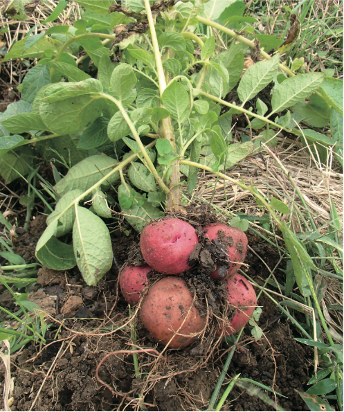 家庭菜園：ジャガイモJA西春日井