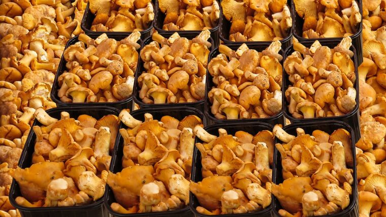 しいたけが腐るどうなる？見分け方は？見た目・色の特徴や食べたらどうなるかも紹介！ どうぞ召し上がれWEBマガジン