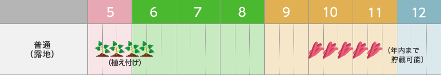 サツマイモ 紅はるかの栽培と収穫さとっちゃん菜園 ガーデニング
