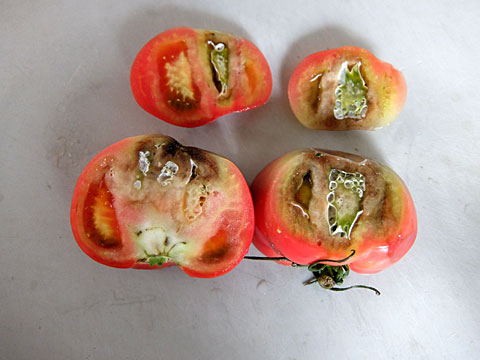 漫画「跡取りまごの百姓日記」 第29話 尻腐れのトマトマイナビ農業