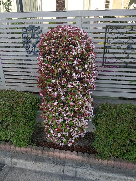 モッコクの実 - Humanoid K's diary