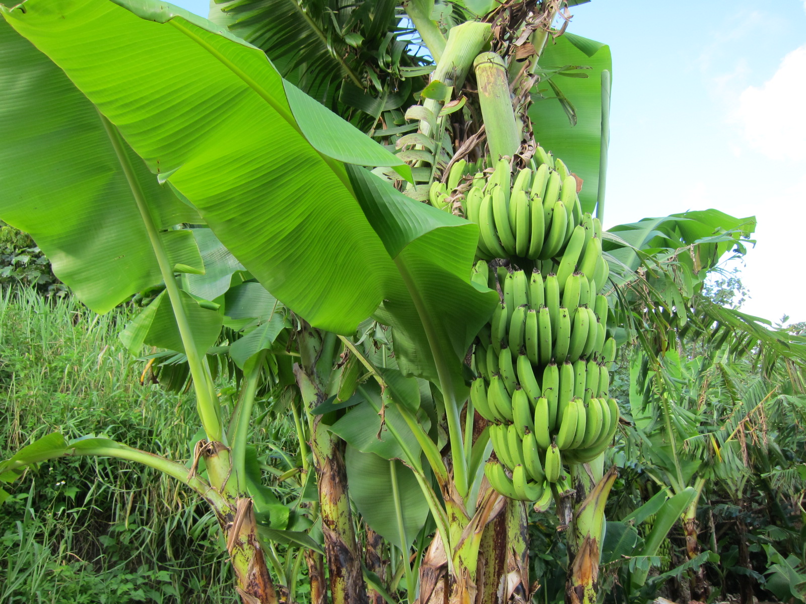 北国の岩手・北上市で育った「縄文実芭蕉 バナナ 」5本入り - 岩手県北上市ふるさとチョイス - ふるさと納税サイト