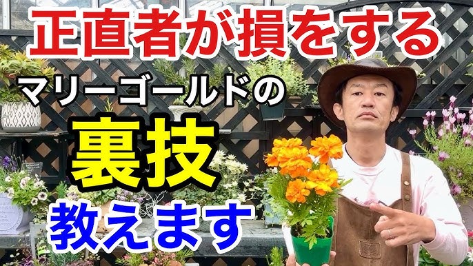 わが家の食用菊づくり-前年の株から出た芽をさし芽するか株分けした苗を露地の畝に定植します