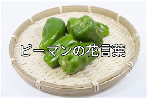 ヒメケマンソウの花言葉と魅力：文化的意義と使用シーンについて