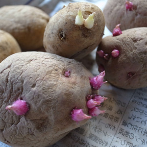 伸びすぎた芽のジャガイモを植えてみた🍀GreenSnap グリーンスナップ