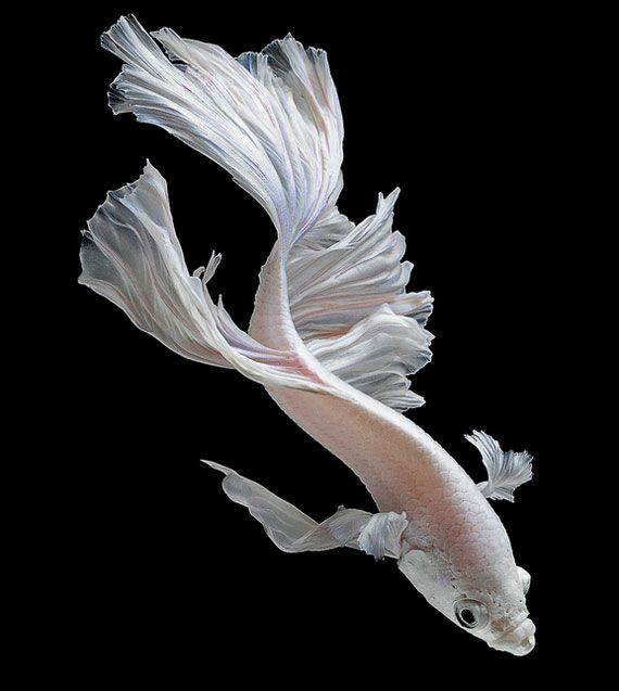 魚 ヒレ」の40万点のロイヤリティフリー画像、写真素材、絵Shutterstock