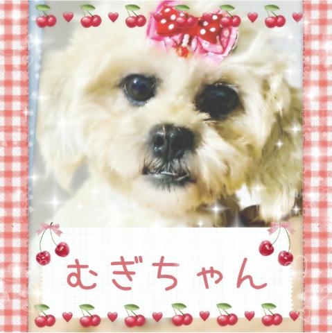 株式会社ぷっちんDog's「小型犬専門のブリーダーショップです！良質の子犬を低価格で」