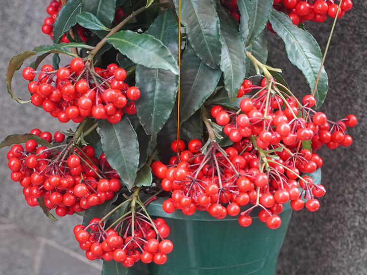 今年も美しい白い花で眼福、おいしい赤い実で満腹です！岩永組からのお知らせ