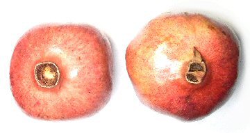 断面図シリーズ7 〜ザクロ〜 ＊ Cross section design 7 - Pomegranate -イラスト 線画 ボールペン画 ペン画 アート デザイン 断面断面図野菜 果物