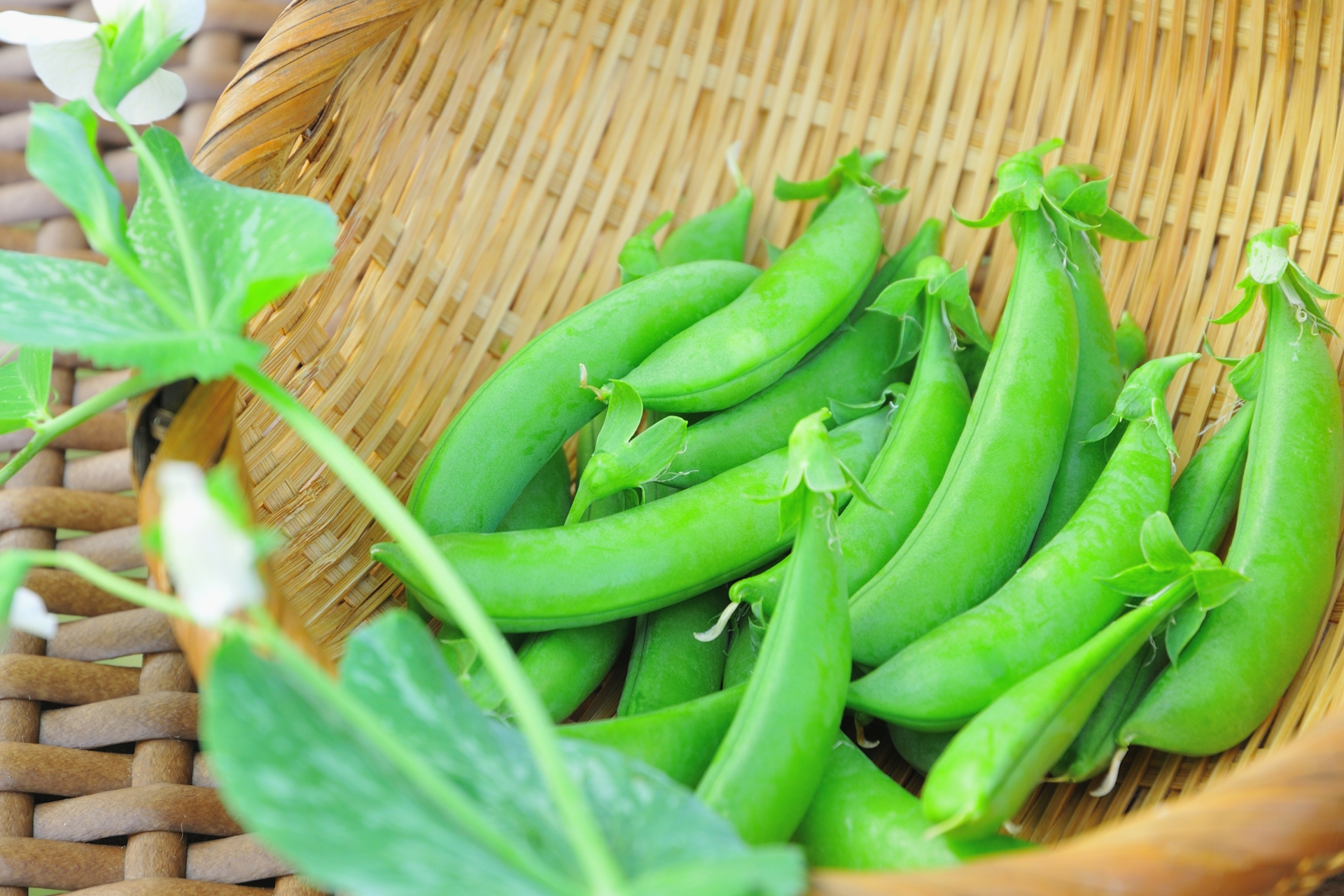 スナップエンドウ春播き栽培 種代220円で何本収穫できたか？ - YouTube